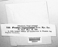 Pithya cupressina image